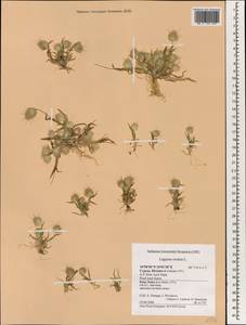 Lagurus ovatus L., South Asia, South Asia (Asia outside ex-Soviet states and Mongolia) (ASIA) (Cyprus)