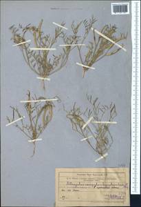 Astragalus campylorhynchus Fischer & C. A. Meyer, Middle Asia, Muyunkumy, Balkhash & Betpak-Dala (M9) (Kazakhstan)