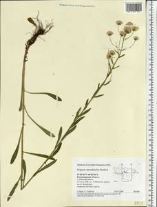Erigeron macrophyllus Herbich, Eastern Europe, Central region (E4) (Russia)