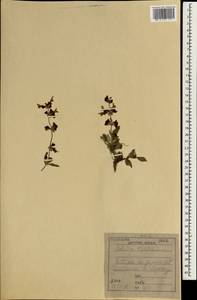 Salvia multicaulis Vahl, South Asia, South Asia (Asia outside ex-Soviet states and Mongolia) (ASIA) (Iraq)