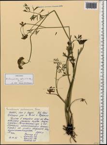 Dichoropetalum pschawicum (Boiss.) Pimenov & Kljuykov, Caucasus, North Ossetia, Ingushetia & Chechnya (K1c) (Russia)