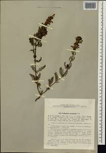 Pedicularis myriophylla Pall., Siberia, Altai & Sayany Mountains (S2) (Russia)
