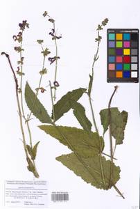Salvia pratensis L., Eastern Europe, Moscow region (E4a) (Russia)