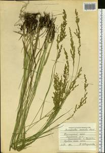 Arundinella hirta (Thunb.) Tanaka, Siberia, Russian Far East (S6) (Russia)