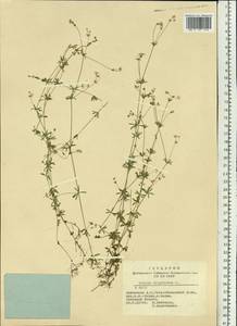 Galium uliginosum L., Siberia, Altai & Sayany Mountains (S2) (Russia)