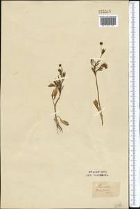 Ranunculus arvensis L., Middle Asia, Syr-Darian deserts & Kyzylkum (M7) (Uzbekistan)