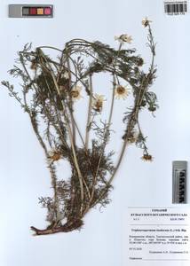 Tripleurospermum inodorum (L.) Sch.-Bip, Siberia, Altai & Sayany Mountains (S2) (Russia)