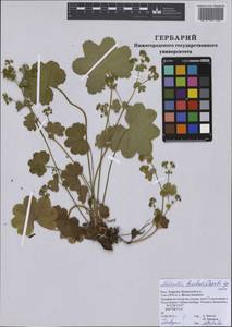 Alchemilla tzvelevii Czkalov, Eastern Europe, Middle Volga region (E8) (Russia)