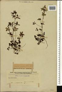 Geranium purpureum Vill., Caucasus, Azerbaijan (K6) (Azerbaijan)