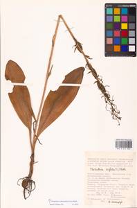 Platanthera chlorantha (Custer) Rchb., Eastern Europe, Lower Volga region (E9) (Russia)