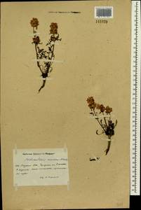 Pedicularis amoena Adams ex Steven, Siberia, Yakutia (S5) (Russia)