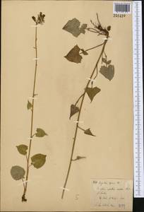 Cicerbita azurea (Ledeb.) Beauverd, Middle Asia, Dzungarian Alatau & Tarbagatai (M5) (Kazakhstan)