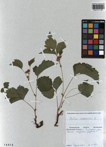 Rubus saxatilis L., Siberia, Altai & Sayany Mountains (S2) (Russia)