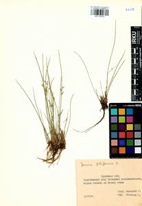 Juncus filiformis L., Siberia, Baikal & Transbaikal region (S4) (Russia)