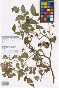 MHA 0 158 658, Solanum lycopersicum L., Eastern Europe, Central forest region (E5) (Russia)