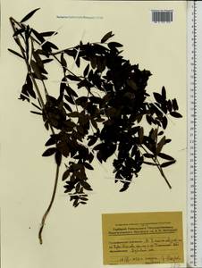 Lathyrus niger (L.)Bernh., Eastern Europe, Belarus (E3a) (Belarus)