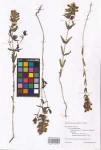 MHA 0 162 076, Rhinanthus serotinus var. vernalis (N. W. Zinger) Janch., Eastern Europe, Central region (E4) (Russia)