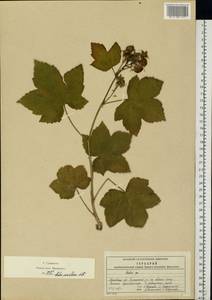 Rubus nutkanus Moc. ex Ser., Eastern Europe, Moscow region (E4a) (Russia)