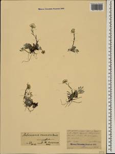 Antennaria caucasica Boriss., Caucasus, North Ossetia, Ingushetia & Chechnya (K1c) (Russia)