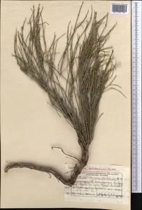 Ephedra intermedia Schrenk & C.A.Mey., Middle Asia, Northern & Central Tian Shan (M4) (Kazakhstan)