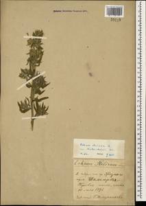 Echium italicum subsp. biebersteinii (Lacaita) Greuter & Burdet, Caucasus, North Ossetia, Ingushetia & Chechnya (K1c) (Russia)