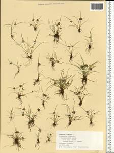 Cyperus fuscus L., Eastern Europe, Central region (E4) (Russia)