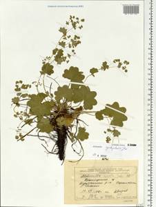 Alchemilla cyrtopleura Juz., Siberia, Central Siberia (S3) (Russia)