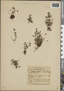 Saxifraga rivularis L., Eastern Europe, Northern region (E1) (Russia)