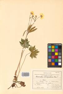 Ranunculus acris L., Siberia, Russian Far East (S6) (Russia)