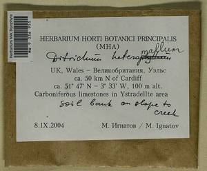 Ditrichum heteromallum (Hedw.) E. Britton, Bryophytes, Bryophytes - Western Europe (BEu) (United Kingdom)