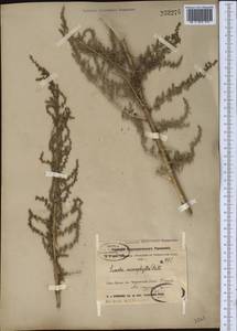 Suaeda microphylla (C. A. Mey.) Pall., Middle Asia, Syr-Darian deserts & Kyzylkum (M7)