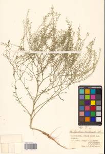 Lepidium ruderale L., Eastern Europe, Lower Volga region (E9) (Russia)