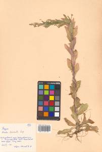 Arabis hirsuta (L.) Scop., Siberia, Russian Far East (S6) (Russia)