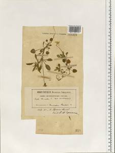 Viola tricolor L., Eastern Europe, Northern region (E1) (Russia)