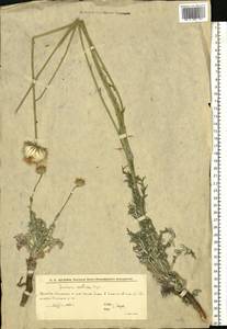 Jurinea cretacea Bunge, Eastern Europe, Lower Volga region (E9) (Russia)