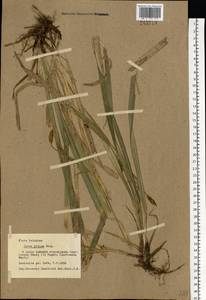 Carex pilosa Scop., Eastern Europe, West Ukrainian region (E13) (Ukraine)