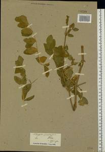Astragalus glycyphyllos L., Eastern Europe, Middle Volga region (E8) (Russia)