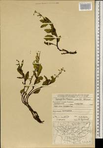 Scrophularia incisa Weinm., Mongolia (MONG) (Mongolia)