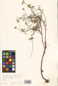 Achillea micrantha Willd., Eastern Europe, South Ukrainian region (E12) (Ukraine)