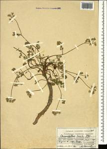 Chaerophyllum humile M. Bieb., Caucasus, Dagestan (K2) (Russia)