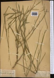 Chondrilla leiosperma Kar. & Kir., Middle Asia, Dzungarian Alatau & Tarbagatai (M5) (Kazakhstan)