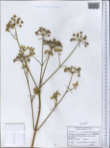 Mediasia macrophylla (Regel & Schmalh.) Pimenov, Middle Asia, Pamir & Pamiro-Alai (M2) (Uzbekistan)