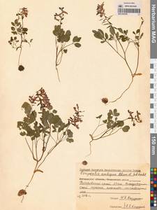 Corydalis ambigua Cham. & Schltdl., Siberia, Russian Far East (S6) (Russia)