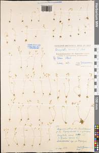 Draba verna L., Eastern Europe, North Ukrainian region (E11) (Ukraine)