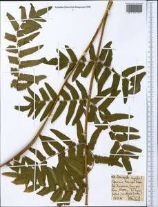 Osmunda regalis L., Africa (AFR) (Ethiopia)