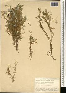 Paronychia chionaea, South Asia, South Asia (Asia outside ex-Soviet states and Mongolia) (ASIA) (Turkey)