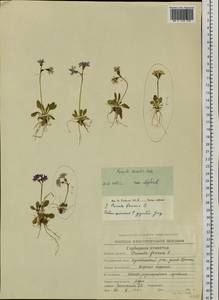 Primula borealis Duby, Siberia, Chukotka & Kamchatka (S7) (Russia)