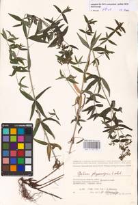 Galium rubioides L., Eastern Europe, Lower Volga region (E9) (Russia)