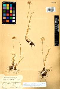 Allium stellerianum Willd., Siberia, Altai & Sayany Mountains (S2) (Russia)
