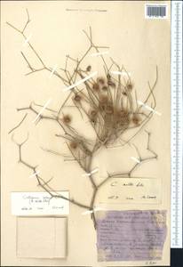 Calligonum setosum (Litv.) Litv., Middle Asia, Karakum (M6) (Turkmenistan)